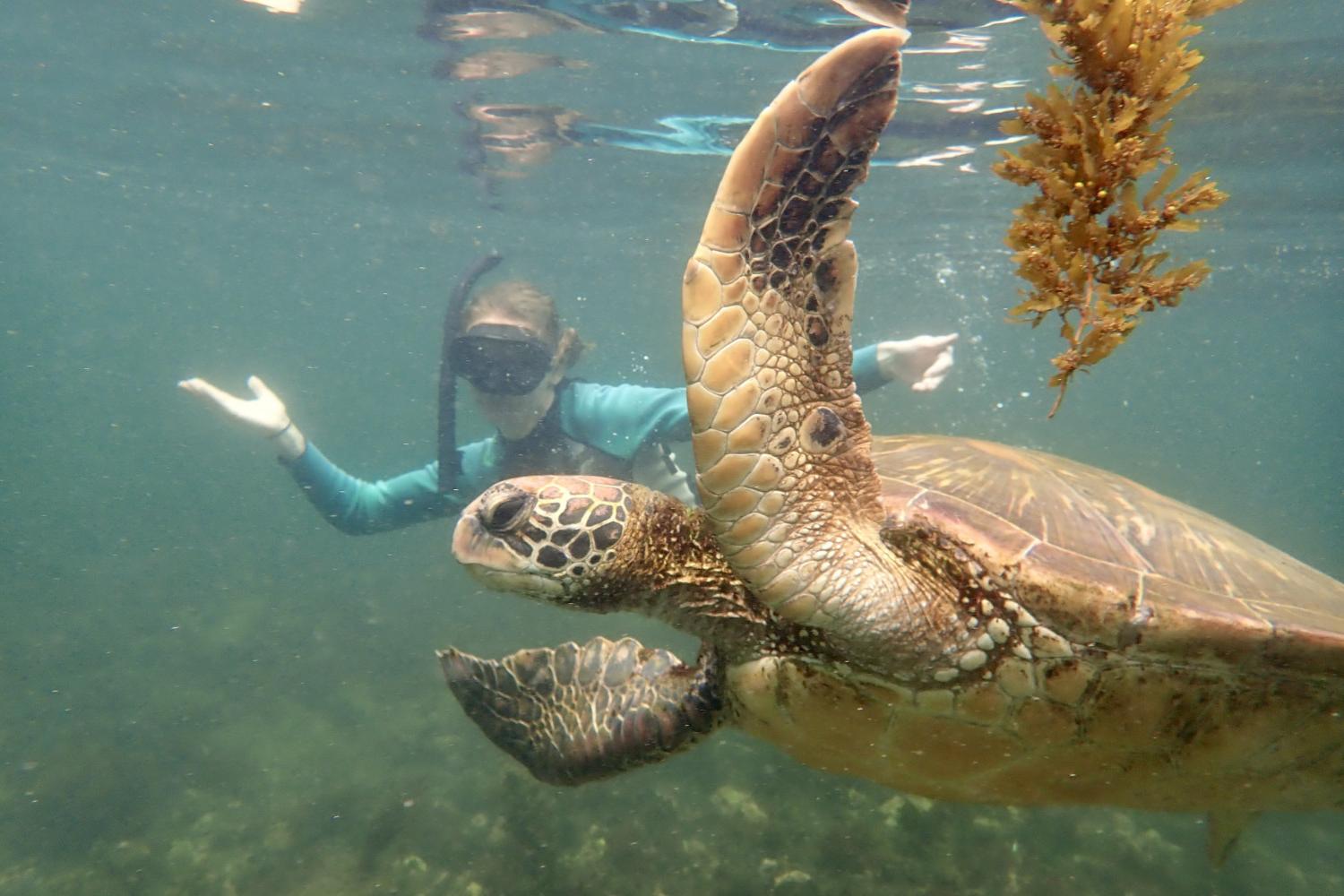 一名<a href='http://325.hwanfei.com'>博彩网址大全</a>学生在Galápagos群岛游学途中与一只巨龟游泳.